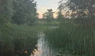 Matthew noone wetlands 2 square