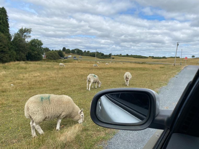 Joseph leighton kildare sheep