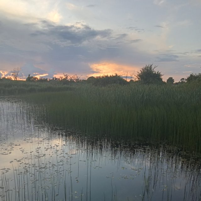 Matthew noone wetlands 1 square