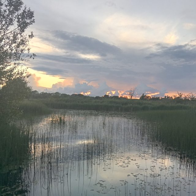 Matthew noone wetlands 3 square