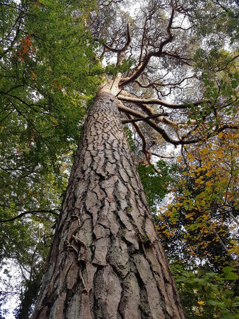 Tomnafinnoge Woods, Co Wicklow